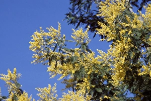 Images Dated 25th April 2007: Green Wattle Flowery bough