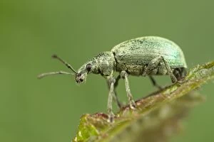 Images Dated 13th May 2004: Green Weevil Norfolk UK