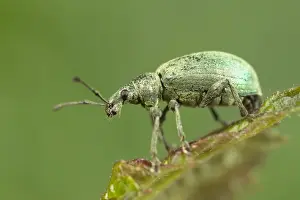 Green Weevil Norfolk UK