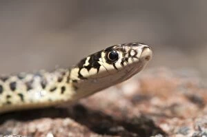 Images Dated 18th May 2013: Green Whip Snake close-up