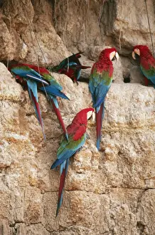 Clay Lick Prints: Green-Winged Macaw FG 10746 At a clay lick