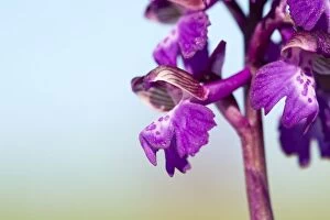 Images Dated 25th May 2013: Green Winged Orchid