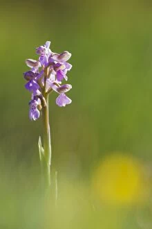 Images Dated 25th May 2013: Green Winged Orchid