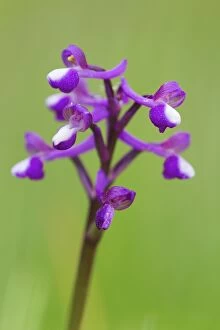 Images Dated 27th May 2012: Green Winged Orchid
