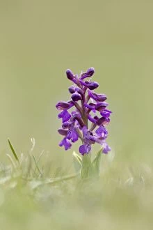 Images Dated 8th April 2012: Green Winged Orchid