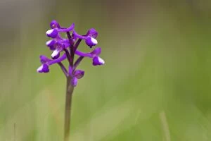 Images Dated 27th May 2012: Green Winged Orchid