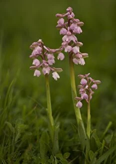 Images Dated 30th April 2005: Green-winged Orchid