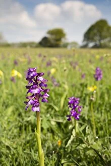 Images Dated 4th May 2014: Green Winged Orchid