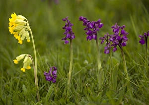 Images Dated 30th April 2005: Green-winged Orchid
