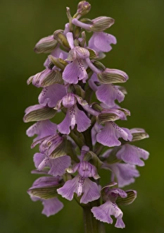 Images Dated 30th April 2005: Green-winged Orchid