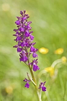 Images Dated 18th May 2013: Green winged Orchid (unknown hybrid)