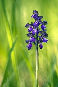 Images Dated 6th May 2011: Green-winged Orchids