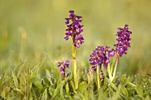 Images Dated 8th May 2008: Green-winged Orchids - In early morning light