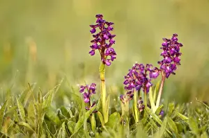 Green-winged Orchids - In early morning light - Lincolnshire
