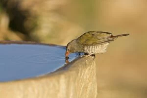Green Winged Pytilia / Melba Finch - Having a drink