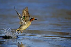 Green-winged Teal - drake lifting off pond