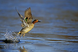 Images Dated 19th October 2004: Green-winged Teal - drake lifting off pond. British Columbia, Pacific Northwest. Winter. bd715