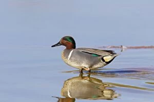 Anas Crecca Gallery: Green-winged Teal - drake / male