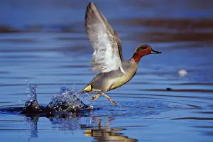 In Flight Prints: Green-winged Teal drake - taking off Pacific Northwest, winter. bd616