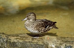 Images Dated 2nd July 2010: Green-winged Teal Duck - female