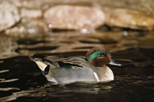 Images Dated 2nd July 2010: Green-winged Teal Duck - male