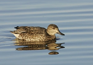 Images Dated 9th November 2004: Green-winged Teal - female Bombay Hook National Wildlife Refuge, DE