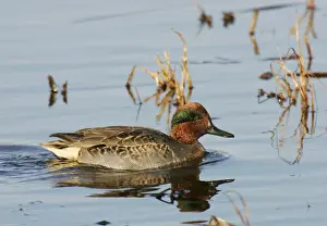 Teal Prints: Green-winged Teal - male Bombay Hook National Wildlife Refuge, DE