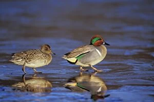 Images Dated 18th May 2005: Green-winged Teal - pair British Columbia, Pacific Northwest, winter. bd714