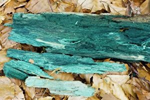 Mushrooms And Toadstools Collection: Green Wood Cup ( Chlorociboria aeruginascens) - mycelium stains the wood green-blue