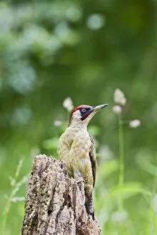 Green Woodpecker - feeding on stump in meadow