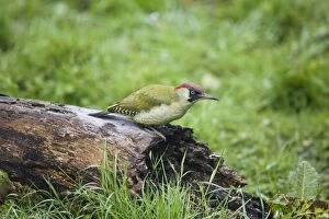 Images Dated 1st November 2008: Green Woodpecker - Female feeding on rotting log Oxon UK October
