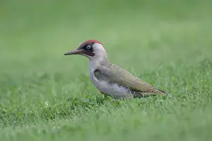 Green Woodpecker - On ground