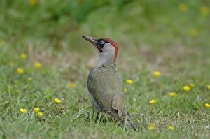 Images Dated 19th June 2007: Green Woodpecker - On ground