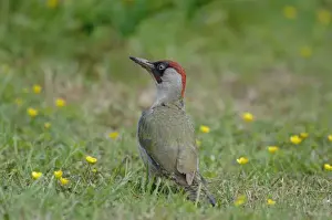 Green Woodpecker - On ground