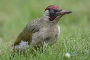 Images Dated 19th June 2007: Green Woodpecker - On ground