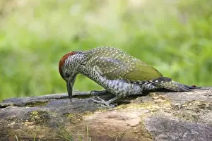 Green Woodpecker - juvenile probing with its tongue for food on a rotting log - Oxon UK