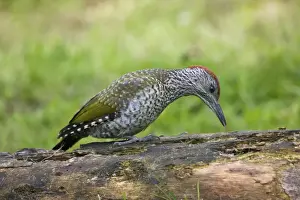 Green Woodpecker - juvenile probing with its tongue for food on a rotting log - Oxon UK