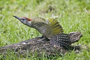 Images Dated 18th July 2009: Green Woodpecker - juvenile stretching its wings on a rotting log - Oxon UK