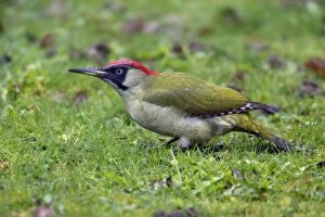 Green Woodpecker - Male feeding on the ground on lawn