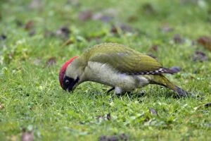 Green Woodpecker - Male feeding on lawn