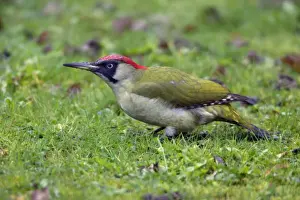 Green Woodpecker - Male feeding on lawn Lower Saxony, Germany