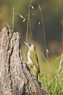 Green Woodpecker - on old stump
