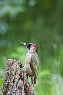 Tree Stumps Gallery: Green Woodpecker - on stump in meadow