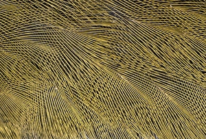 Images Dated 29th March 2007: Green Woodpecker - wing feathers UK