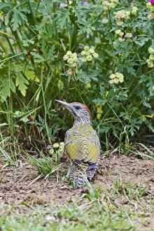 Green Woodpecker - youngster looking for ants in meadow