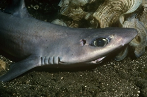 Images Dated 6th April 2009: Greeneye / Shortspine Spurdog Papua New Guinea