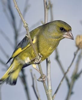 Images Dated 10th August 2005: Greenfinch