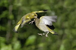Images Dated 30th May 2007: Greenfinch - 2 birds fighting over food in flight, Lower Saxony, Germany
