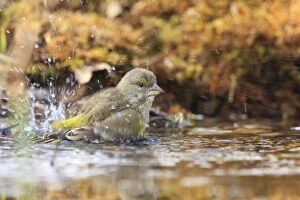 Images Dated 28th February 2008: Greenfinch - bathing