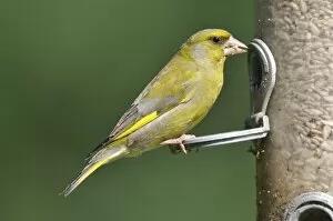 Images Dated 13th May 2008: Greenfinch - at bird feeder